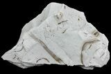 Ediacaran Aged Fossil Worms (Sabellidites) - Estonia #73521-1